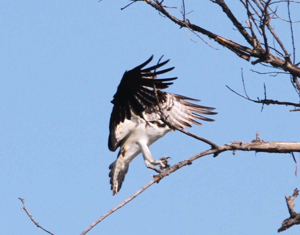 Águila Pescadora - ML617200703