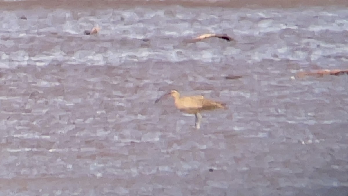 Whimbrel - ML617200737