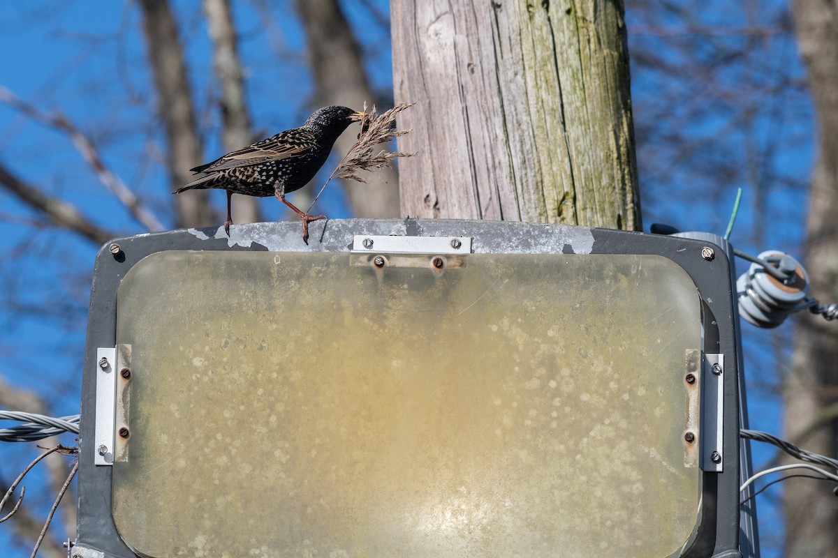 European Starling - ML617200746