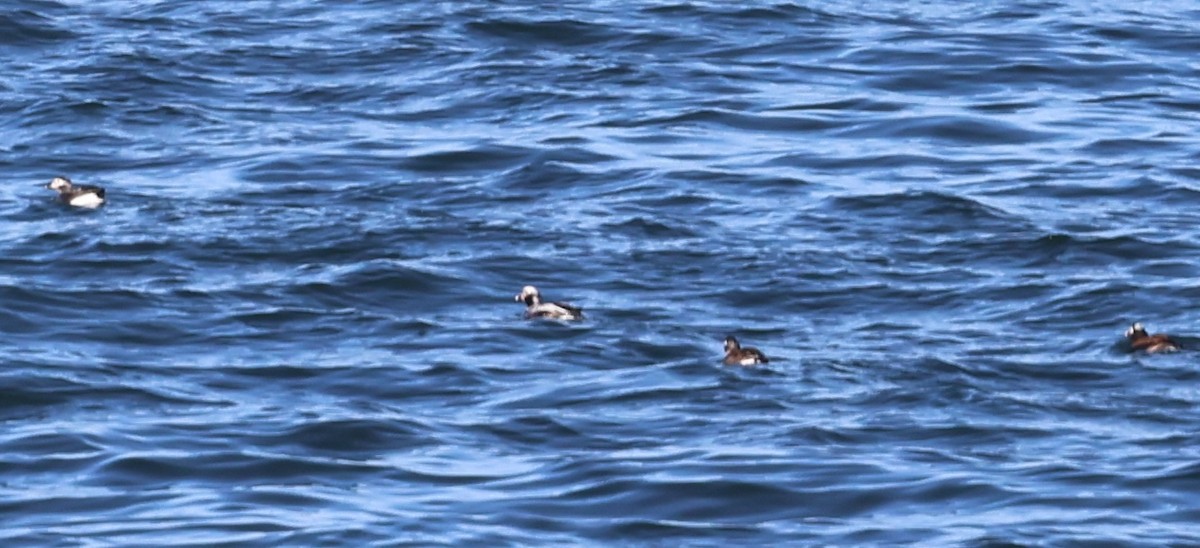 Long-tailed Duck - ML617200764