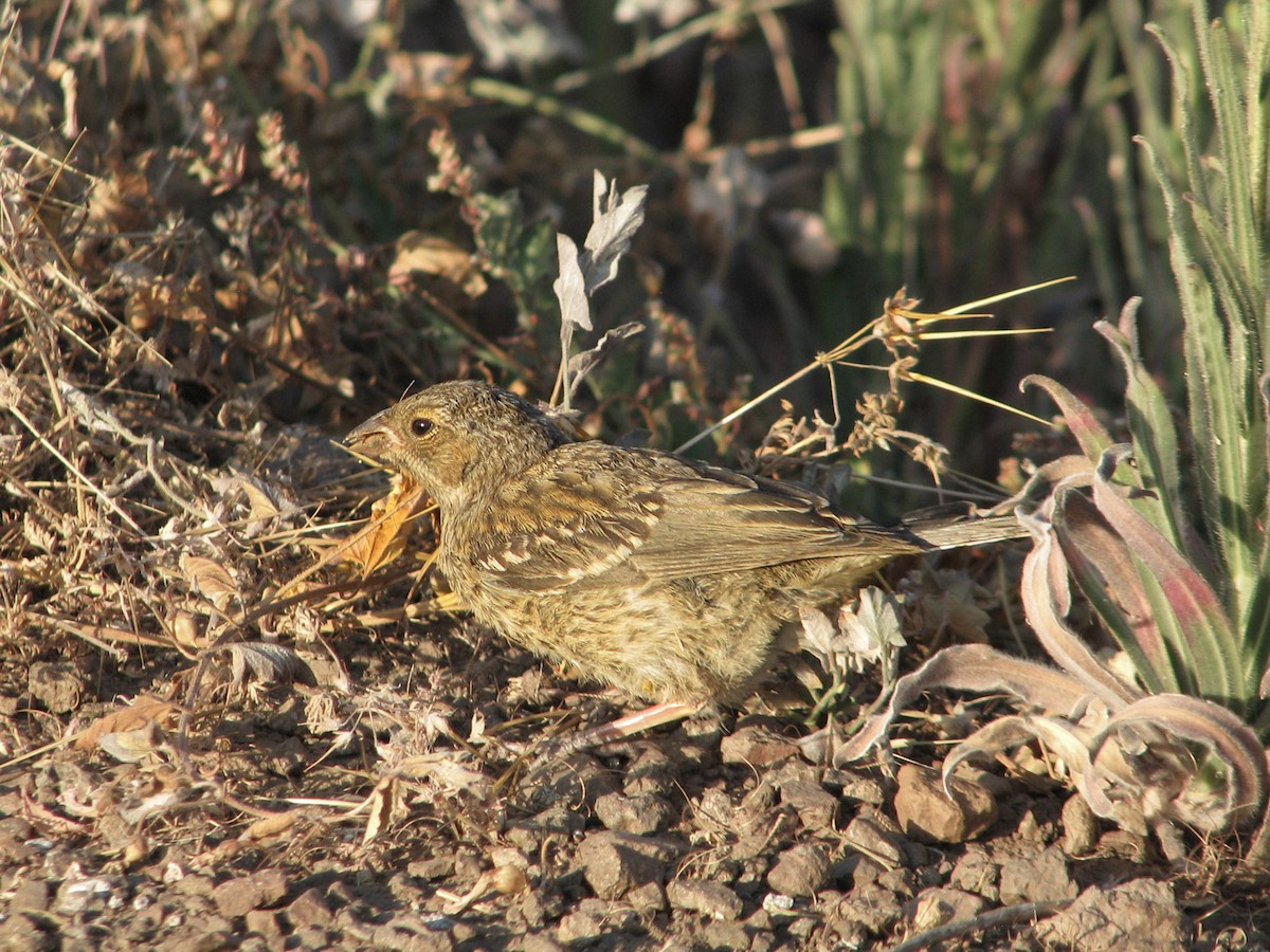 Mourning Sierra Finch - ML617200775