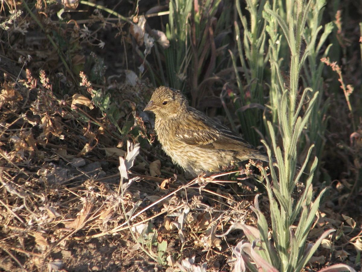 Mourning Sierra Finch - ML617200776