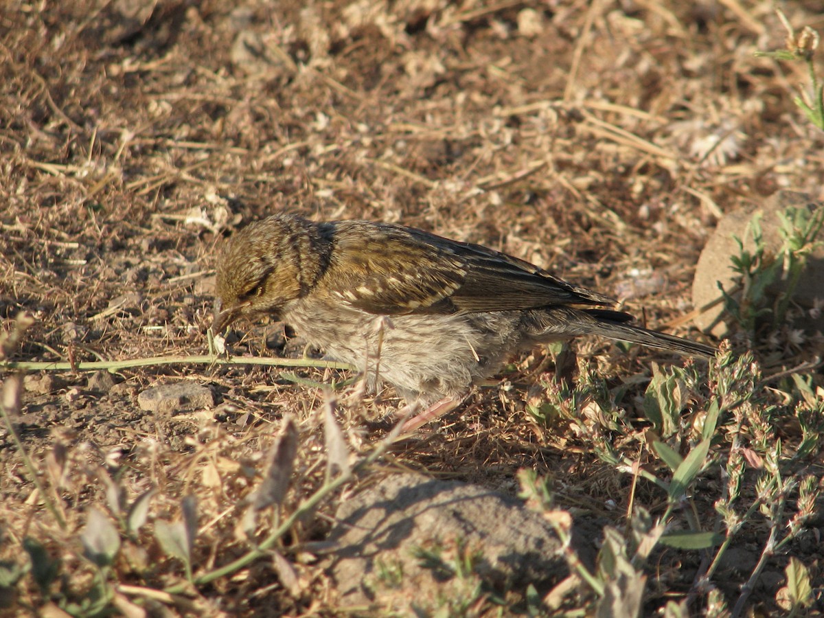 Mourning Sierra Finch - ML617200777