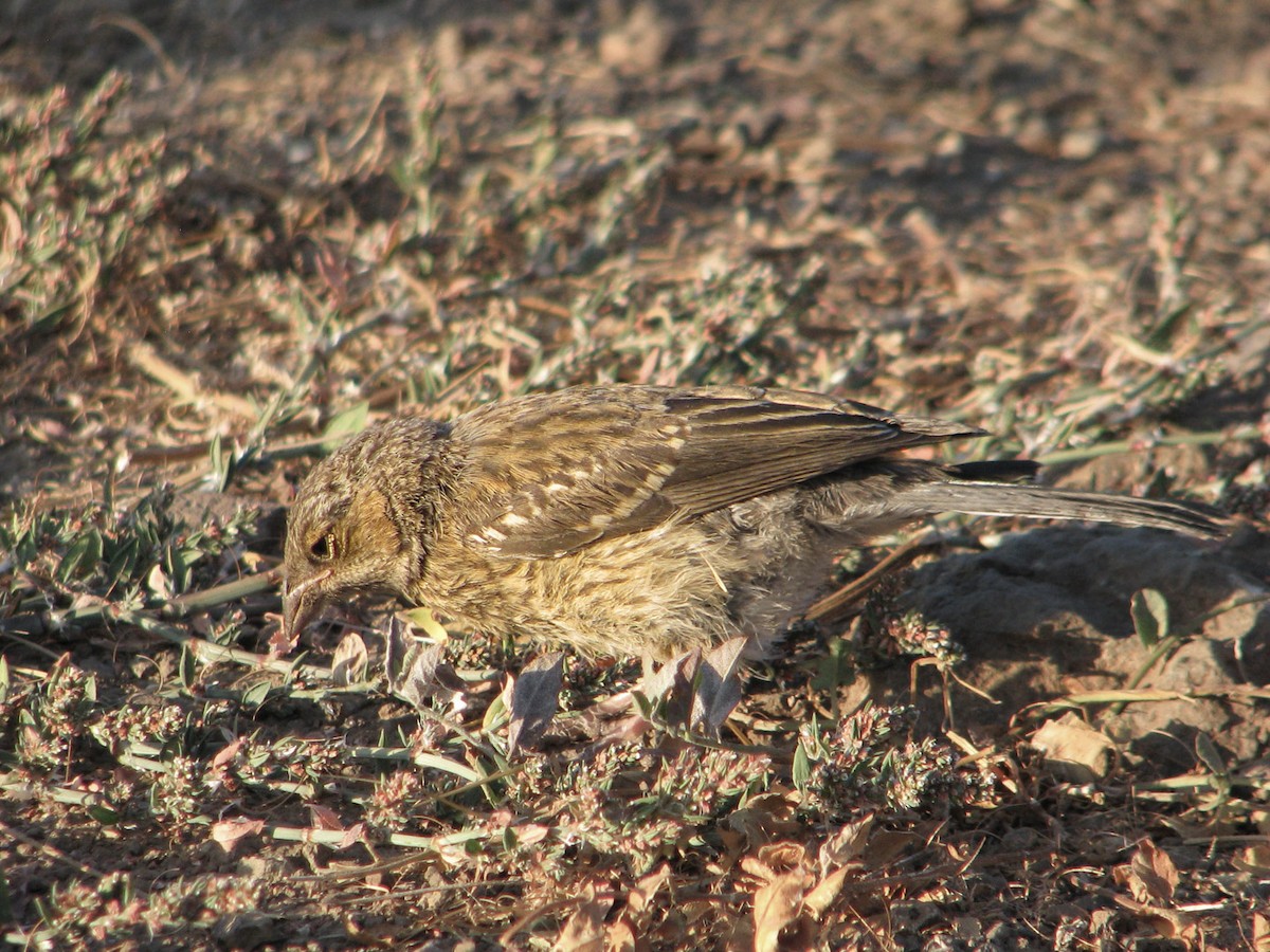 Mourning Sierra Finch - ML617200779