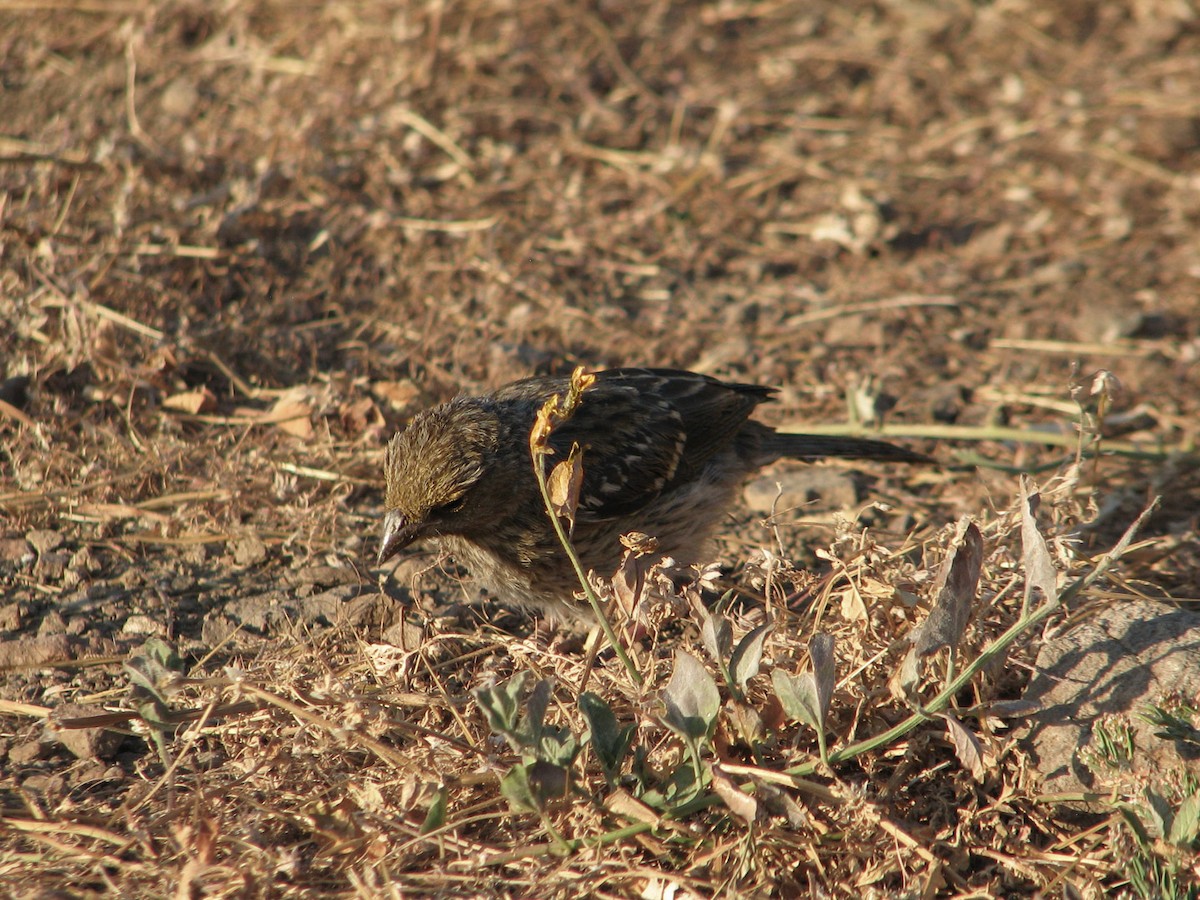 Mourning Sierra Finch - Nicolas Vilches