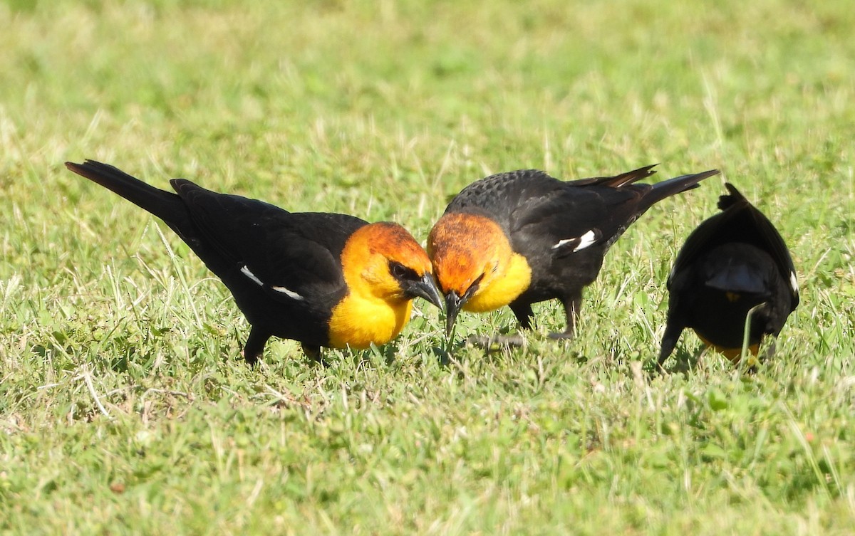 Yellow-headed Blackbird - ML617200781