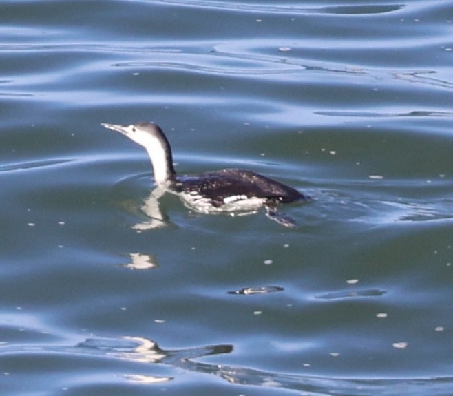 Red-throated Loon - ML617200794