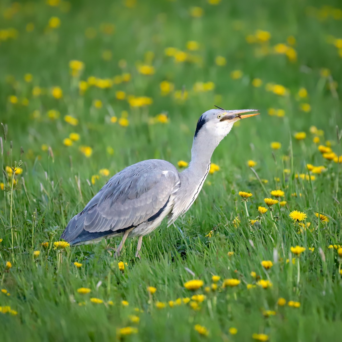 Gray Heron - ML617200825