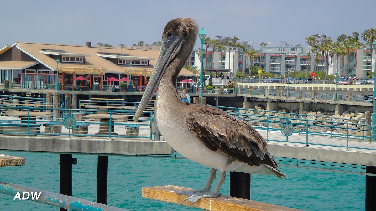 Brown Pelican - ML617200826