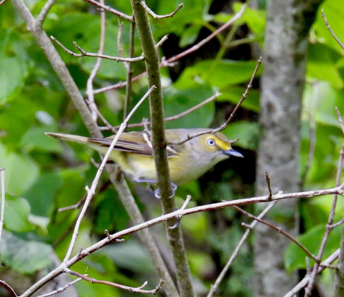 White-eyed Vireo - Van Remsen