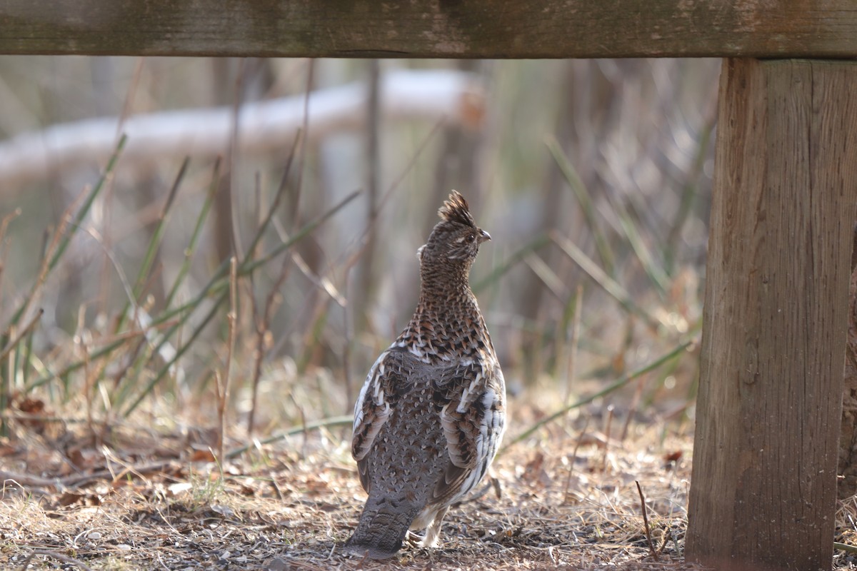 Ruffed Grouse - Thomas Flake