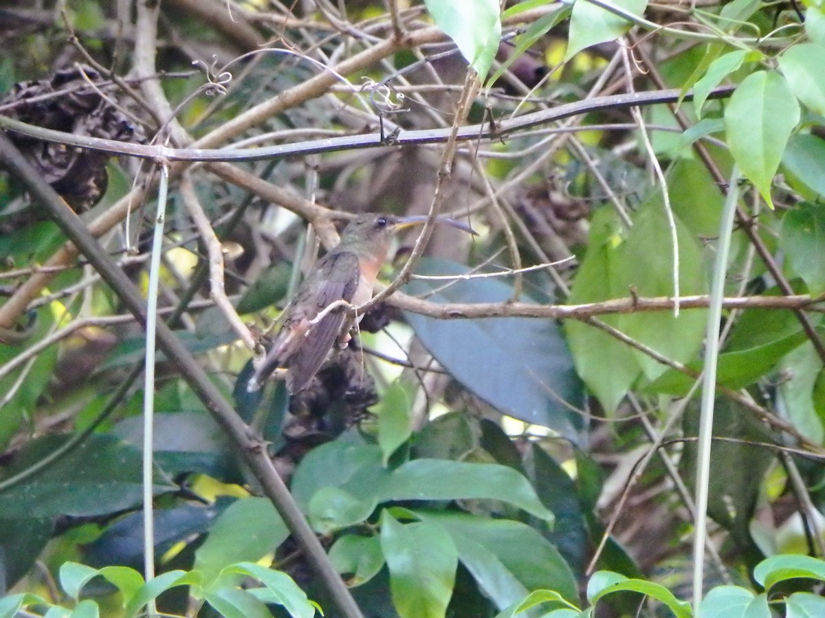 Rufous-breasted Hermit - ML617200886