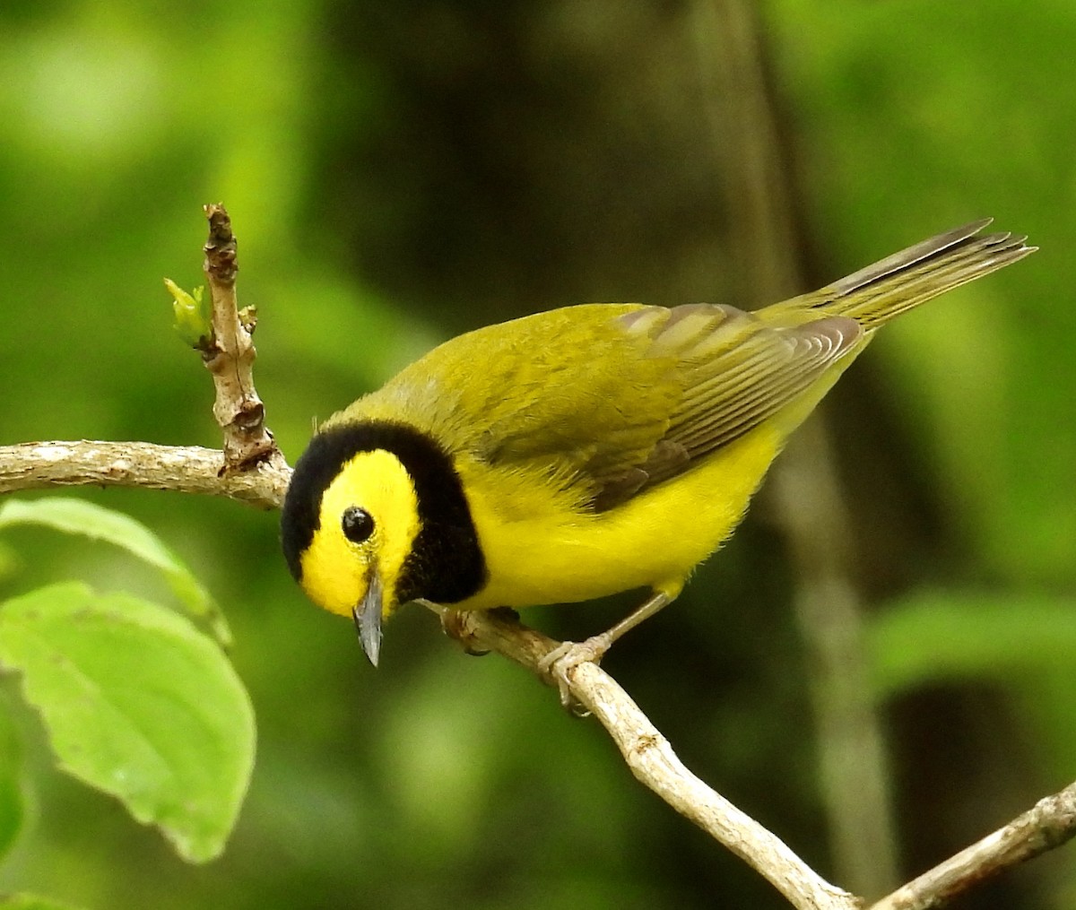 Hooded Warbler - Van Remsen