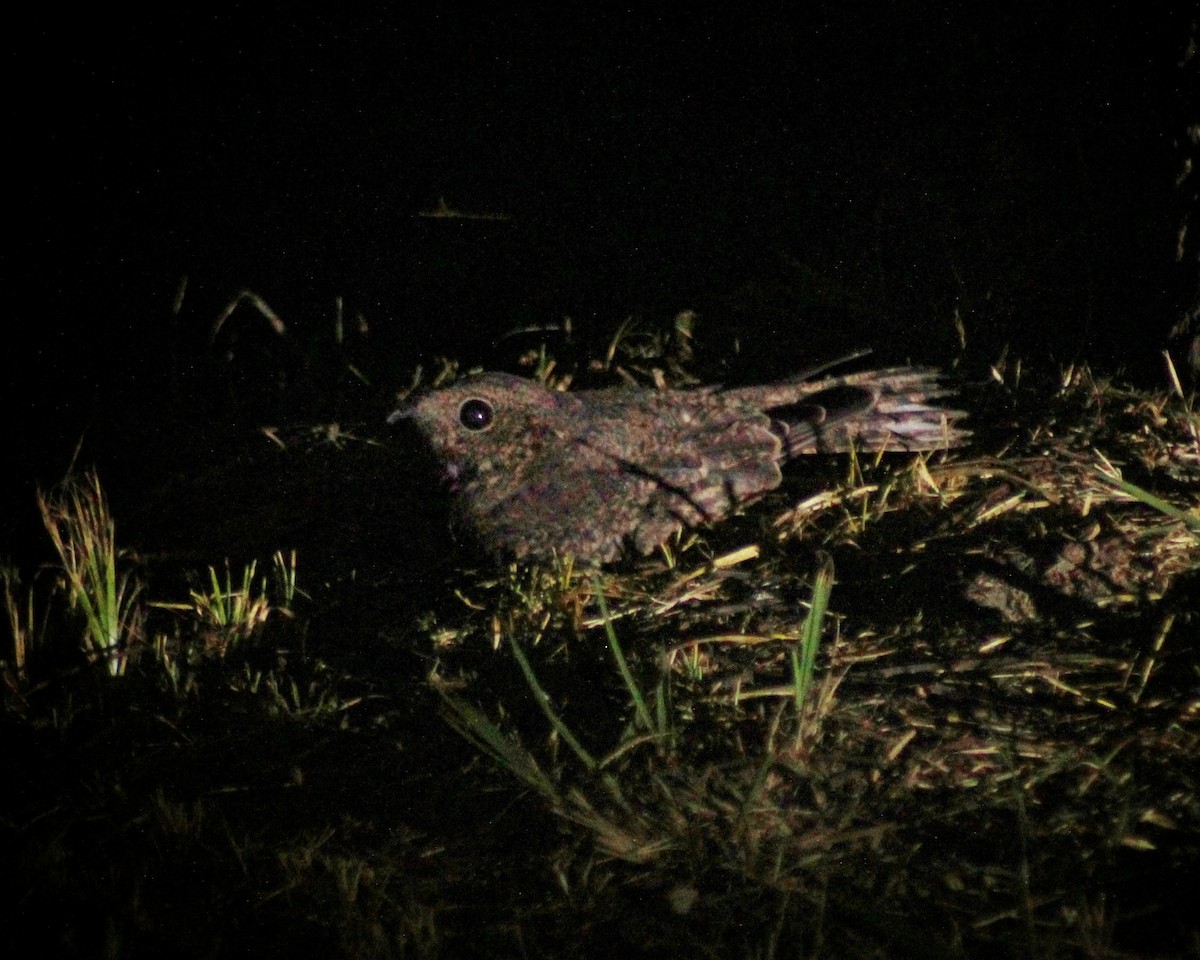 Band-winged Nightjar (longirostris) - ML617200957