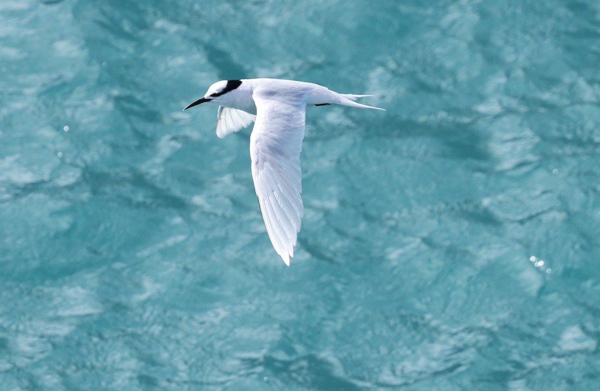 Black-naped Tern - ML617200961