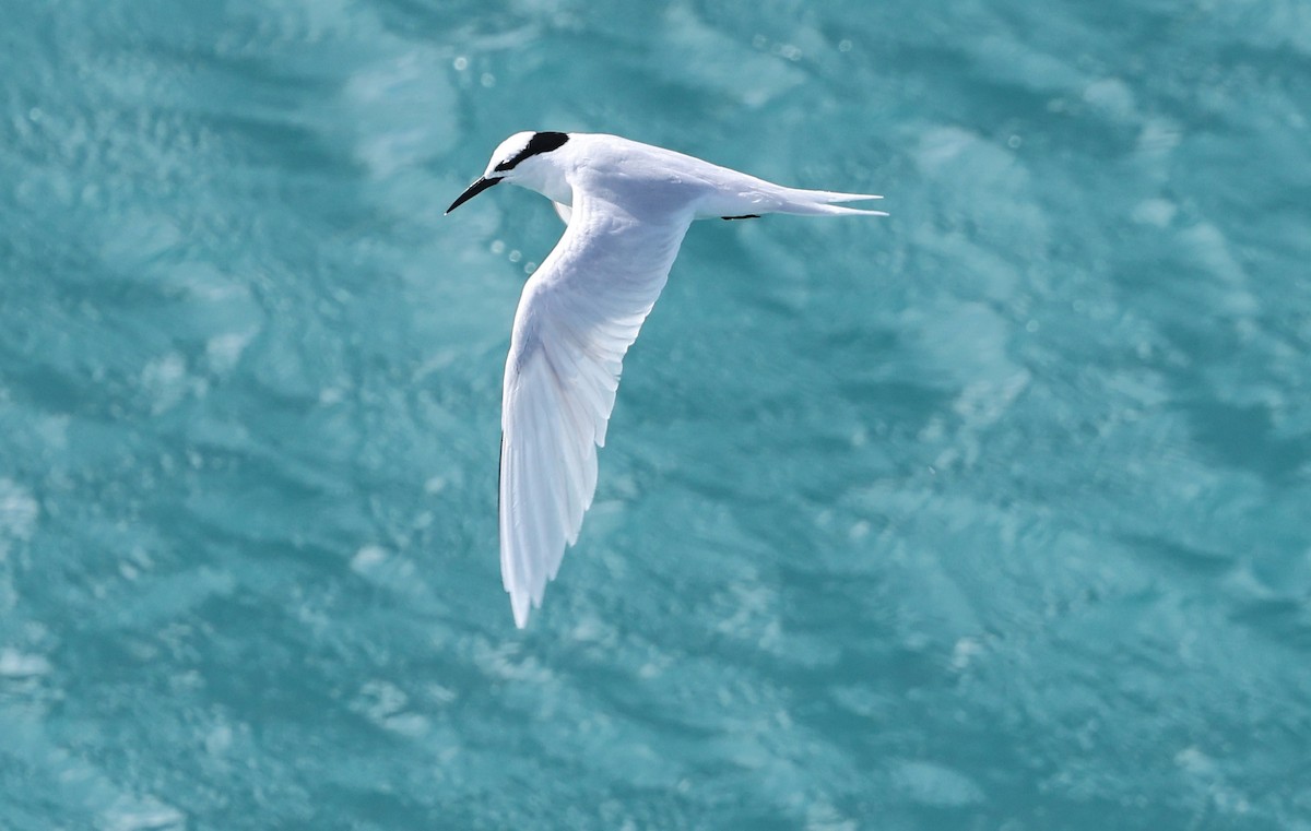 Black-naped Tern - ML617200962