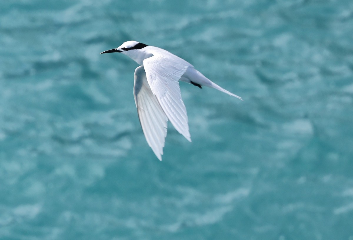 Black-naped Tern - ML617200967