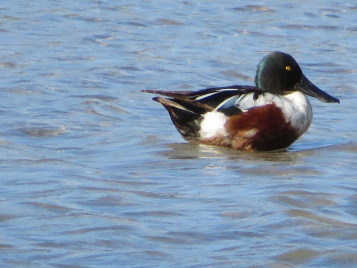 Northern Shoveler - ML617201033