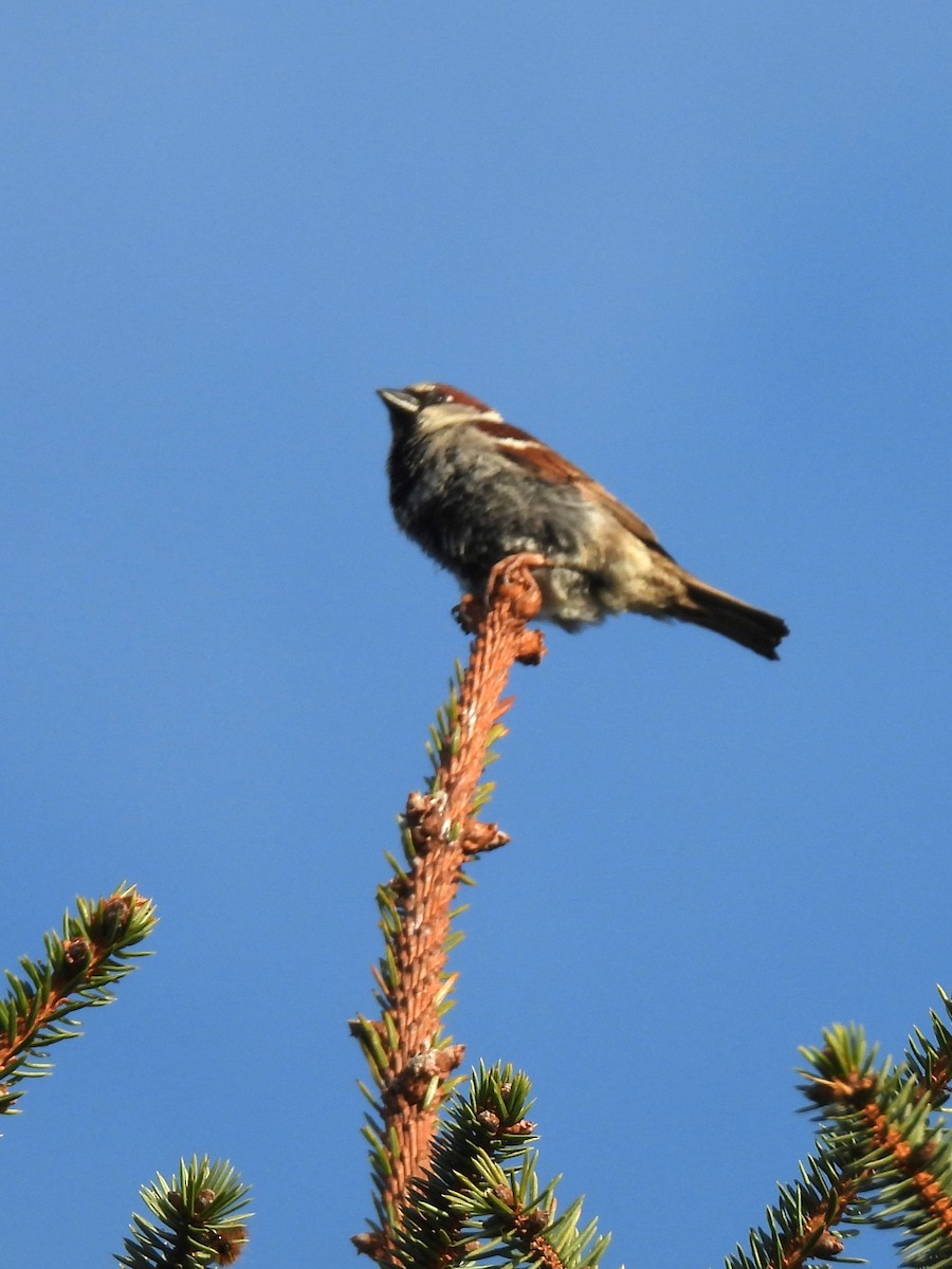 House Sparrow - ML617201091