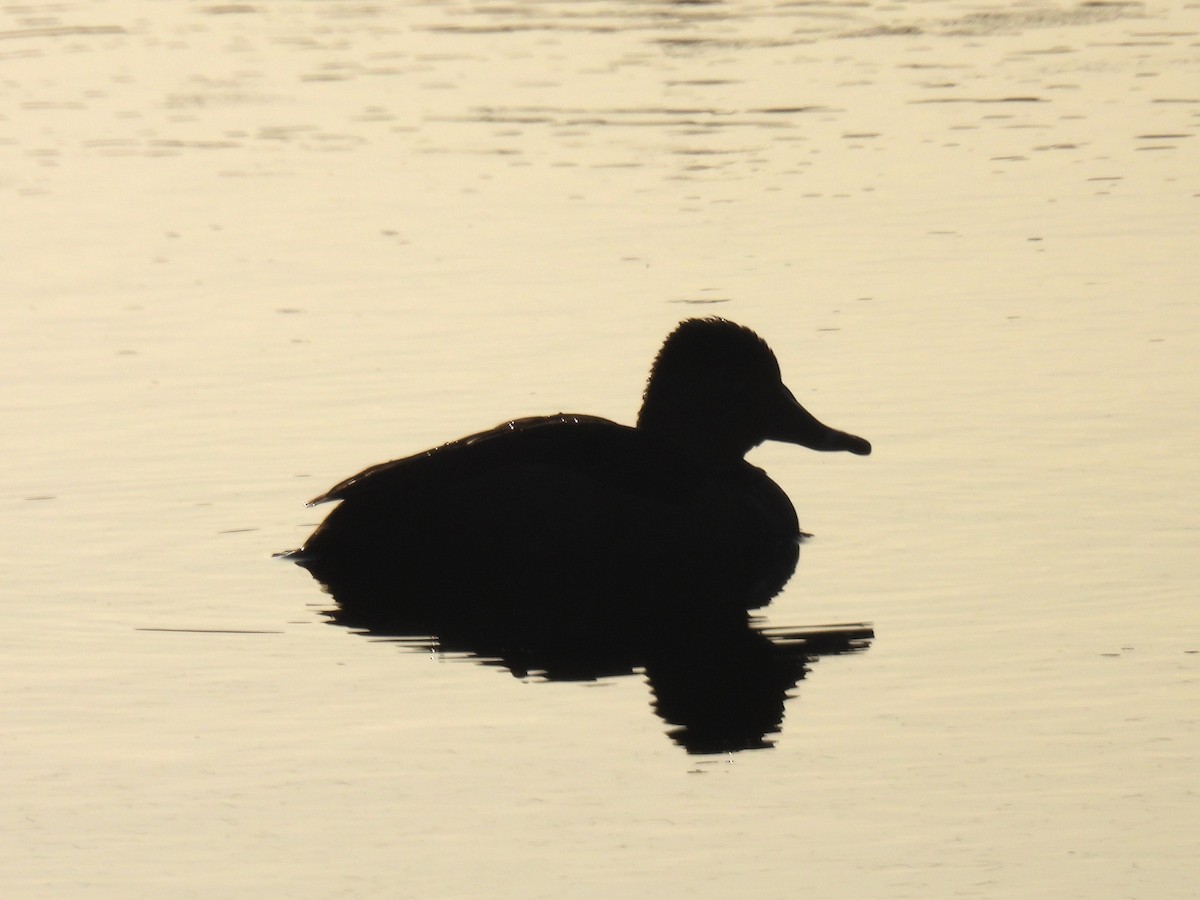 Ring-necked Duck - ML617201096