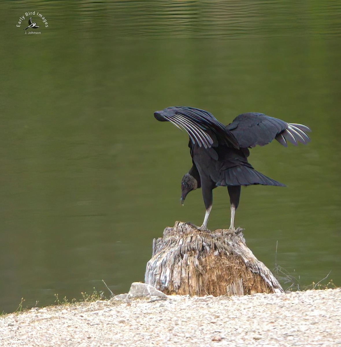 Black Vulture - ML617201195