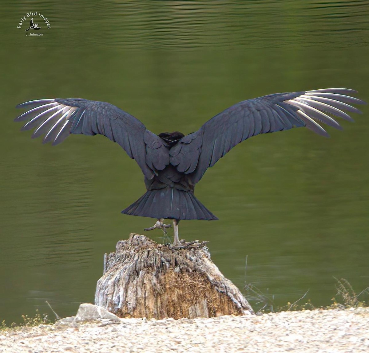 Black Vulture - ML617201196