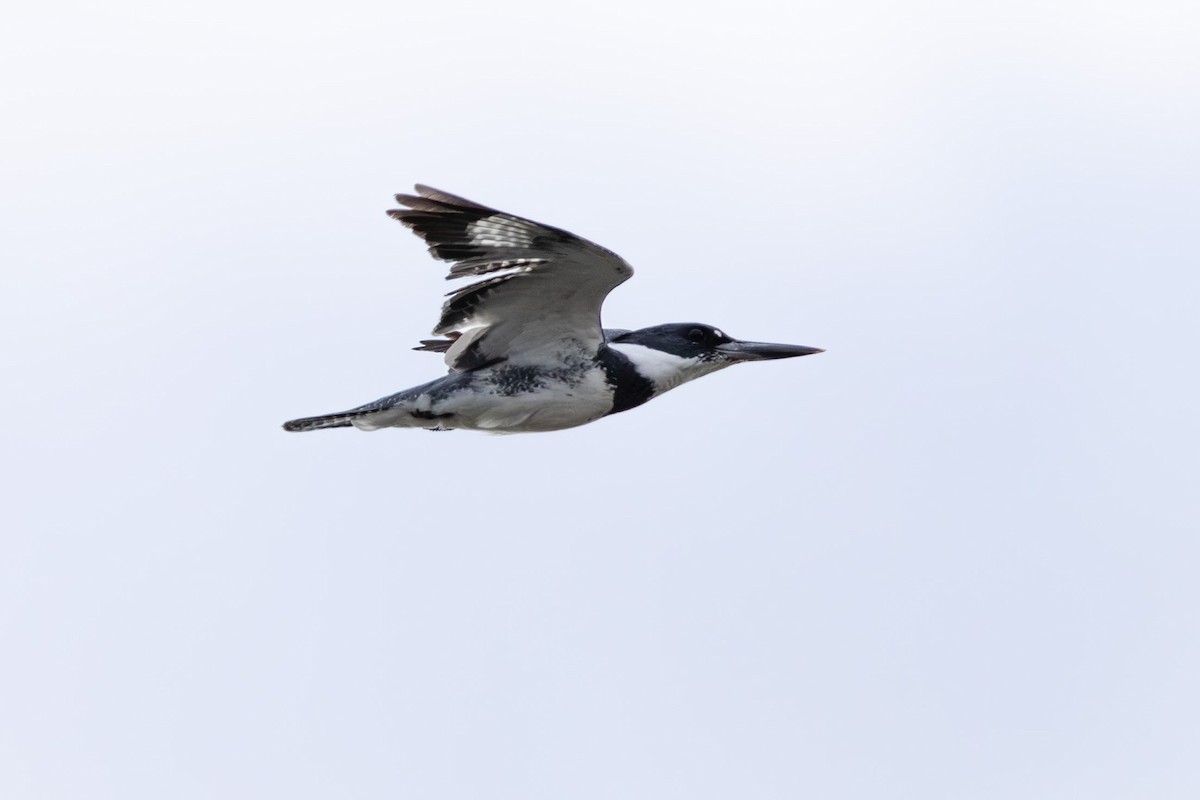 Belted Kingfisher - ML617201211