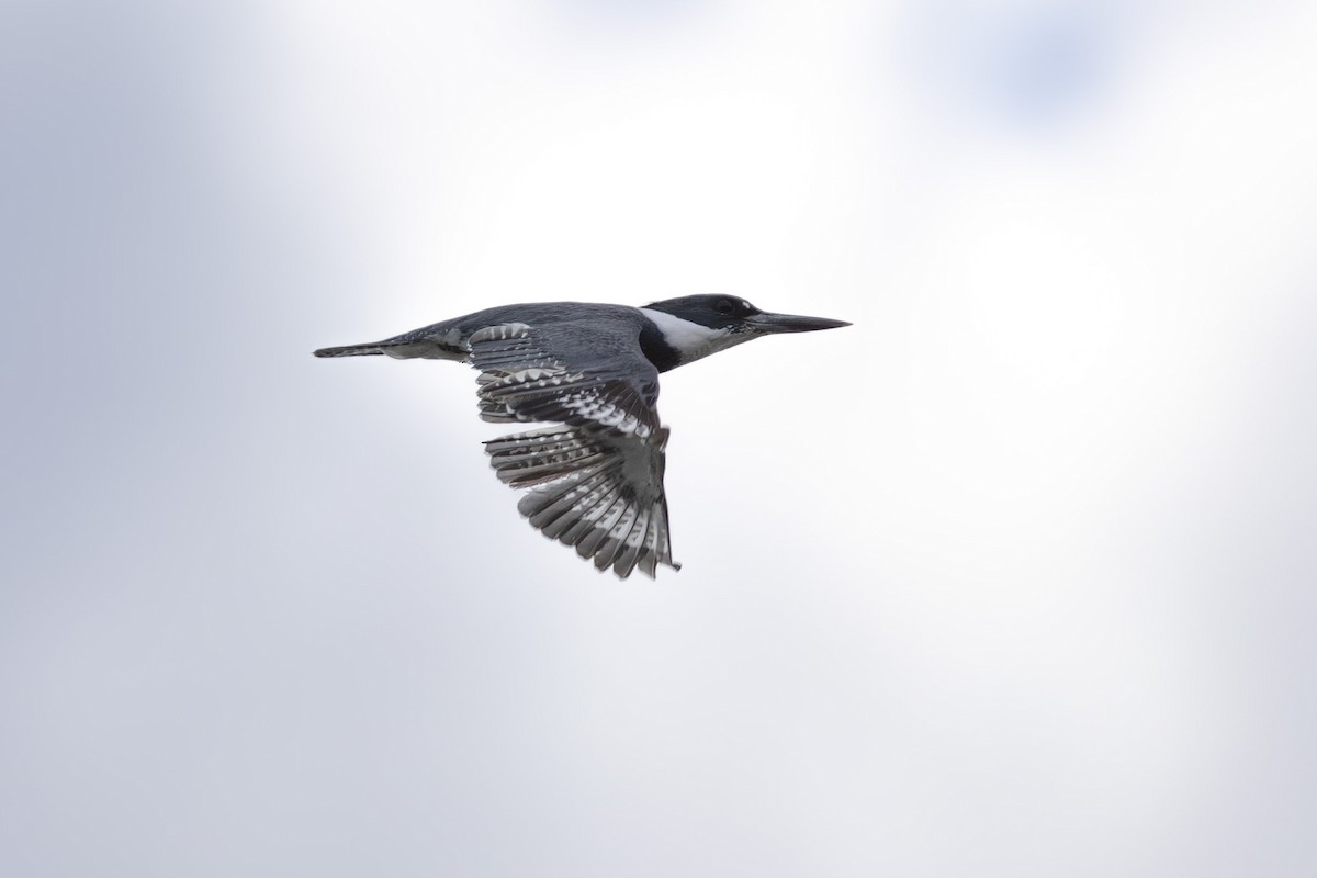 Belted Kingfisher - ML617201213