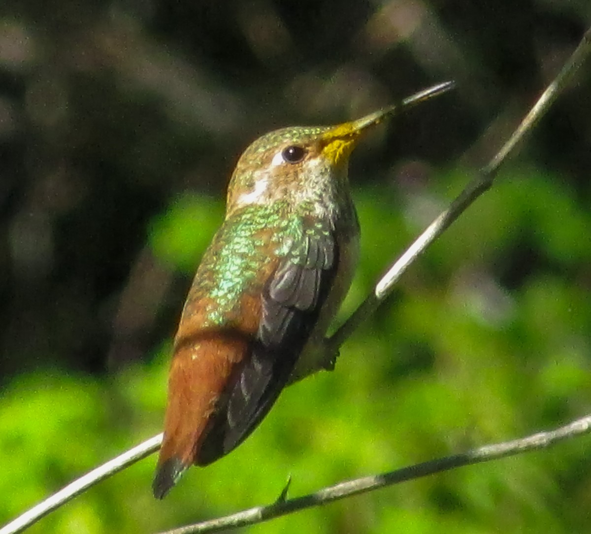 Allen's Hummingbird - ML617201216