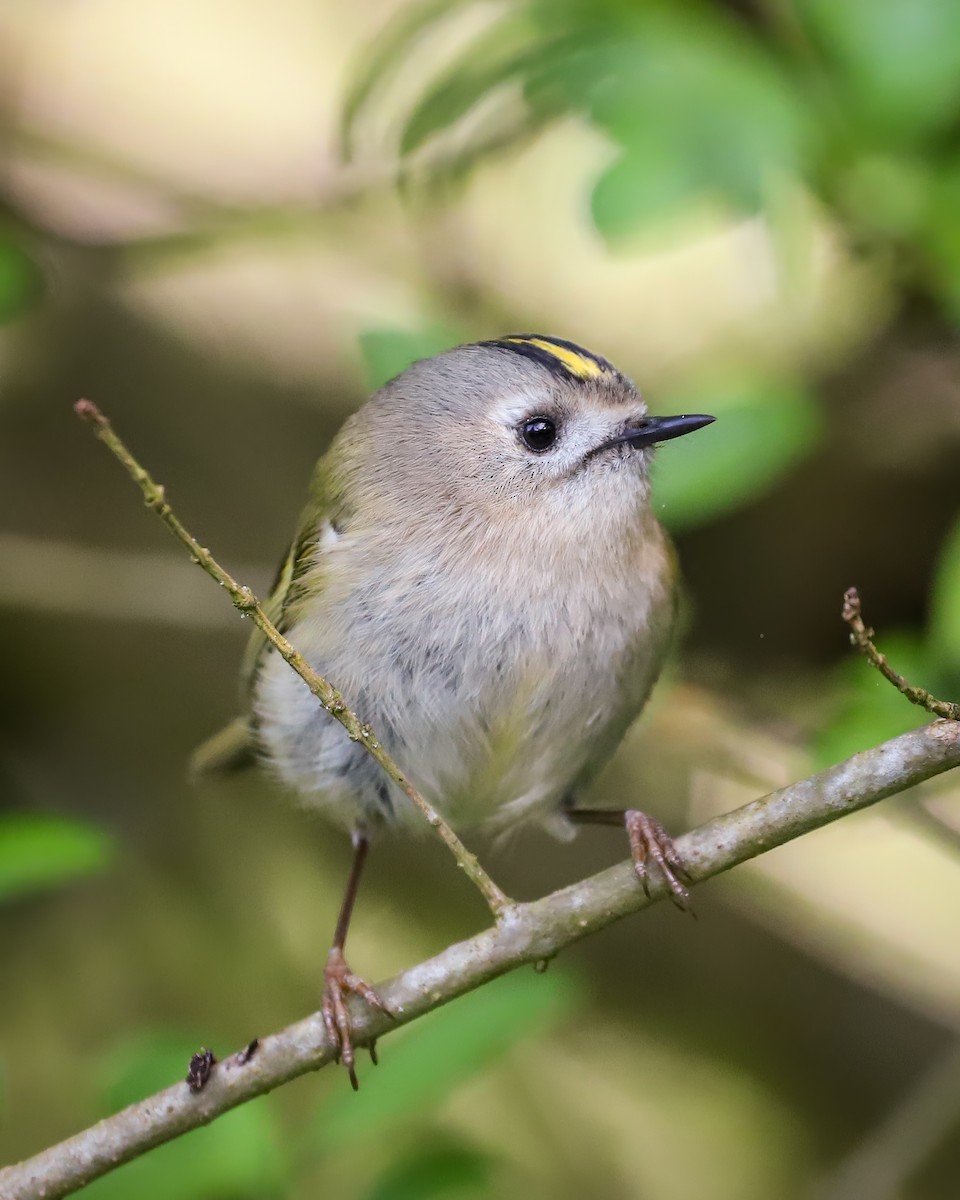 Wintergoldhähnchen - ML617201331