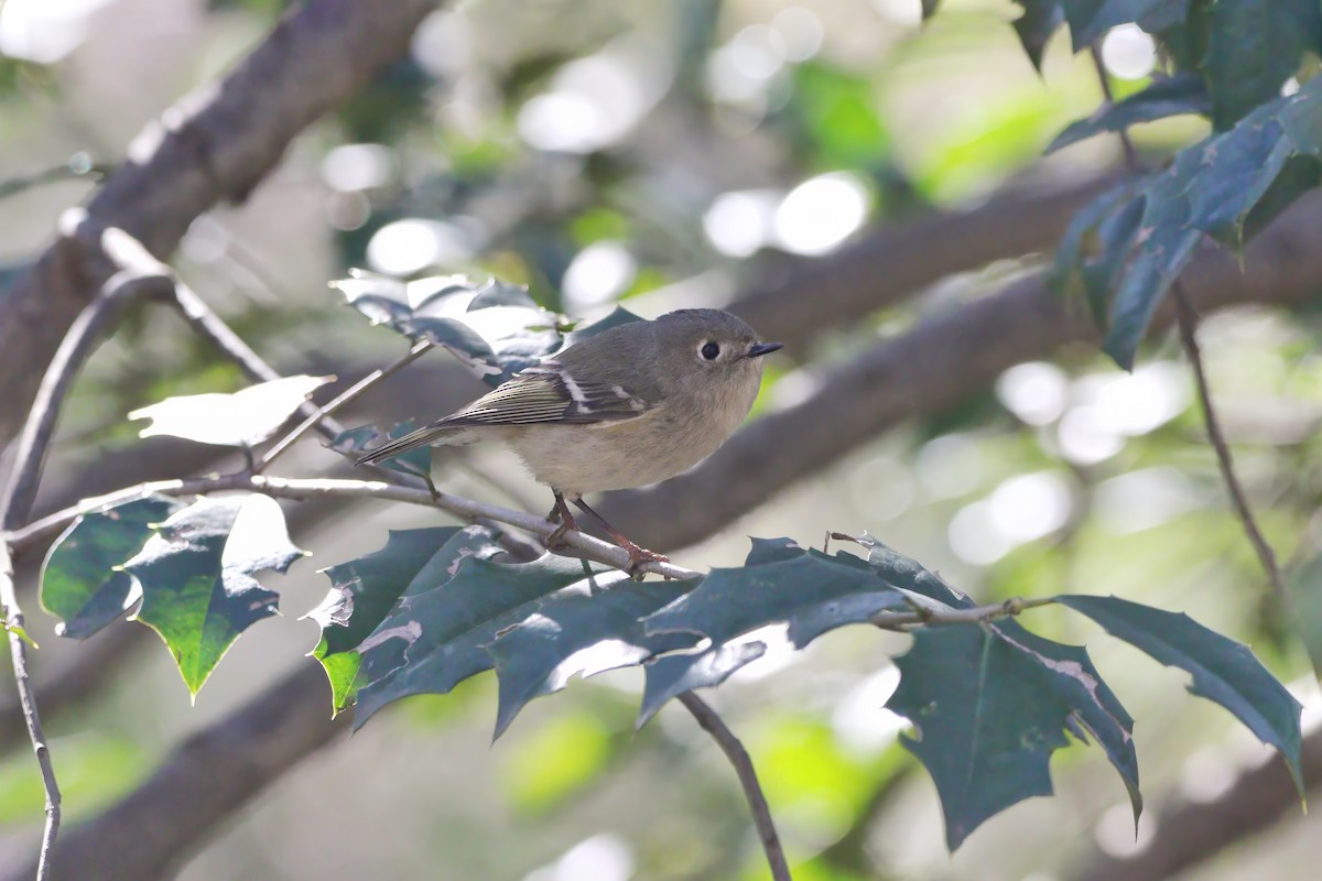 Ruby-crowned Kinglet - Melissa Ludwig