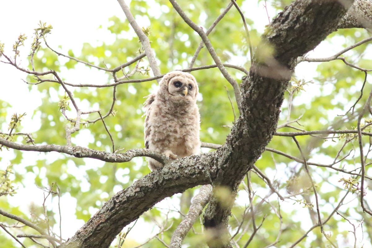 Barred Owl - ML617201354