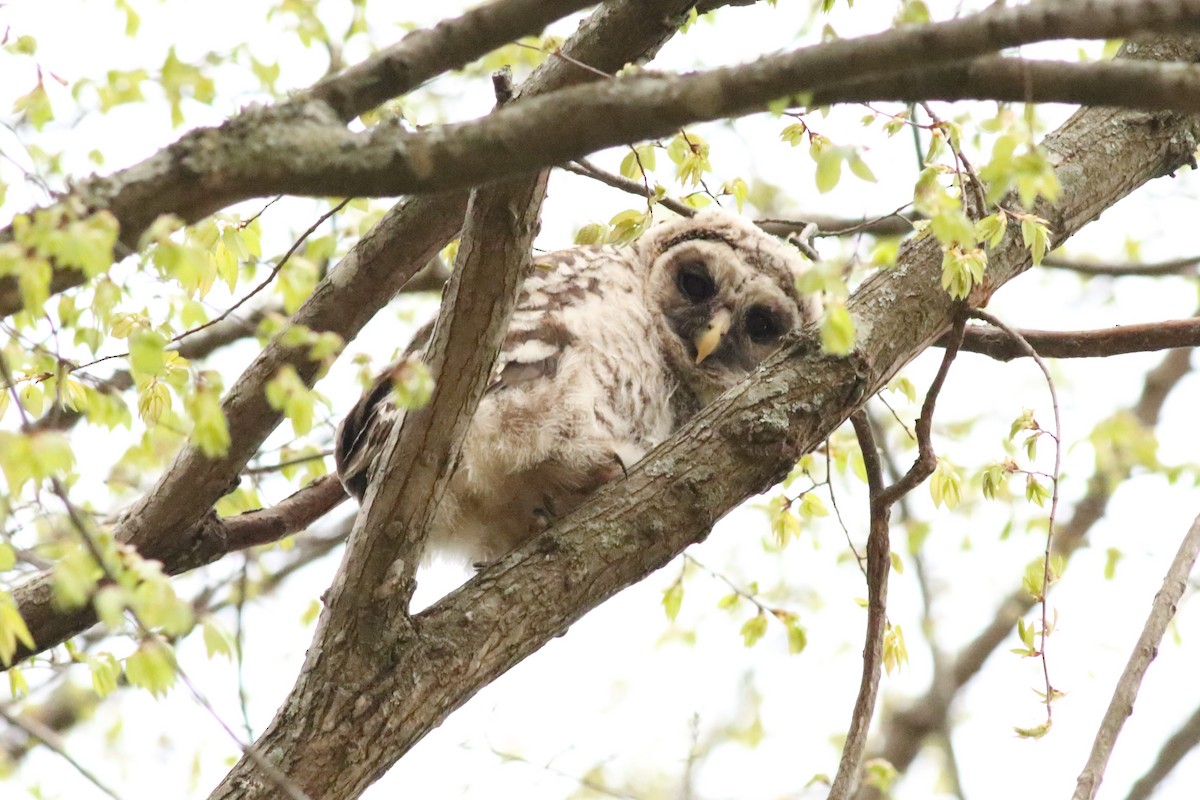 Barred Owl - ML617201355
