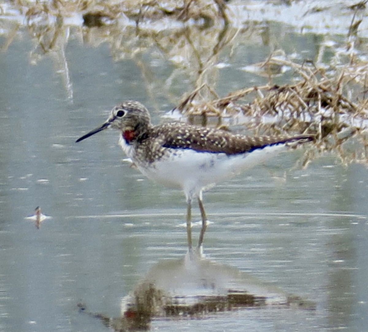 Solitary Sandpiper - ML617201395