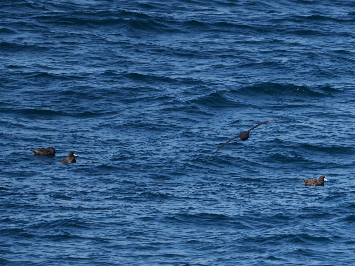 White-chinned Petrel - ML617201409