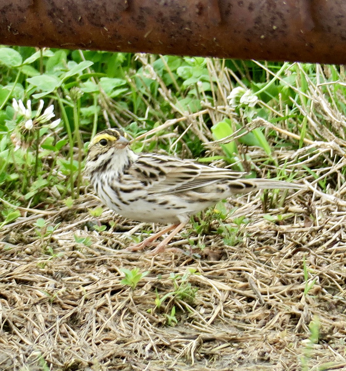 Savannah Sparrow - ML617201418