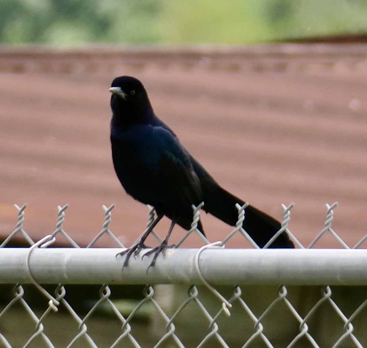 Boat-tailed Grackle - ML617201438