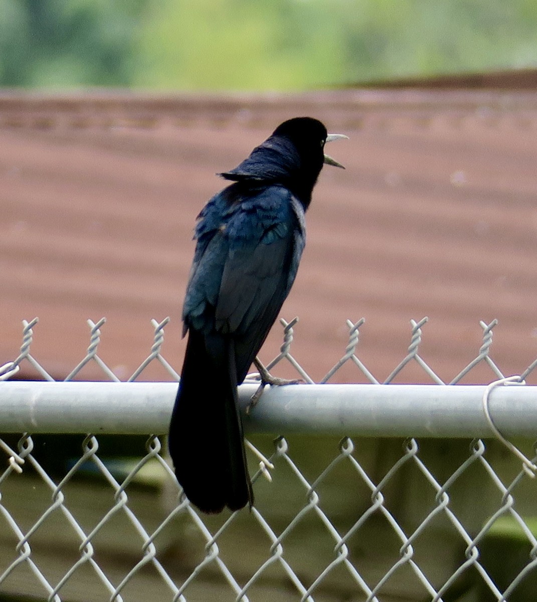 Boat-tailed Grackle - ML617201439