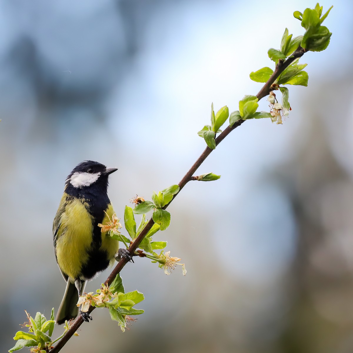 Great Tit - ML617201467