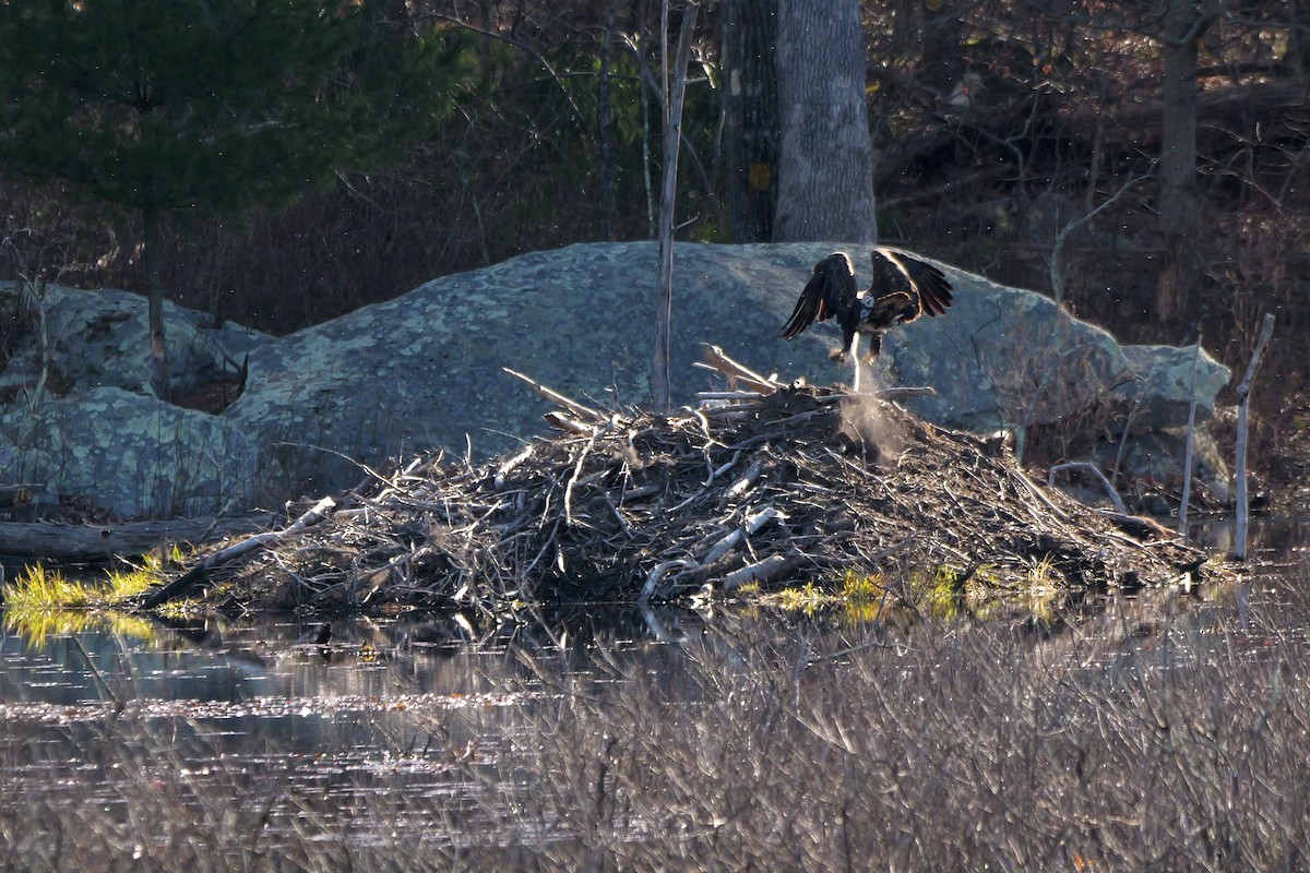 Bald Eagle - Russ Smiley