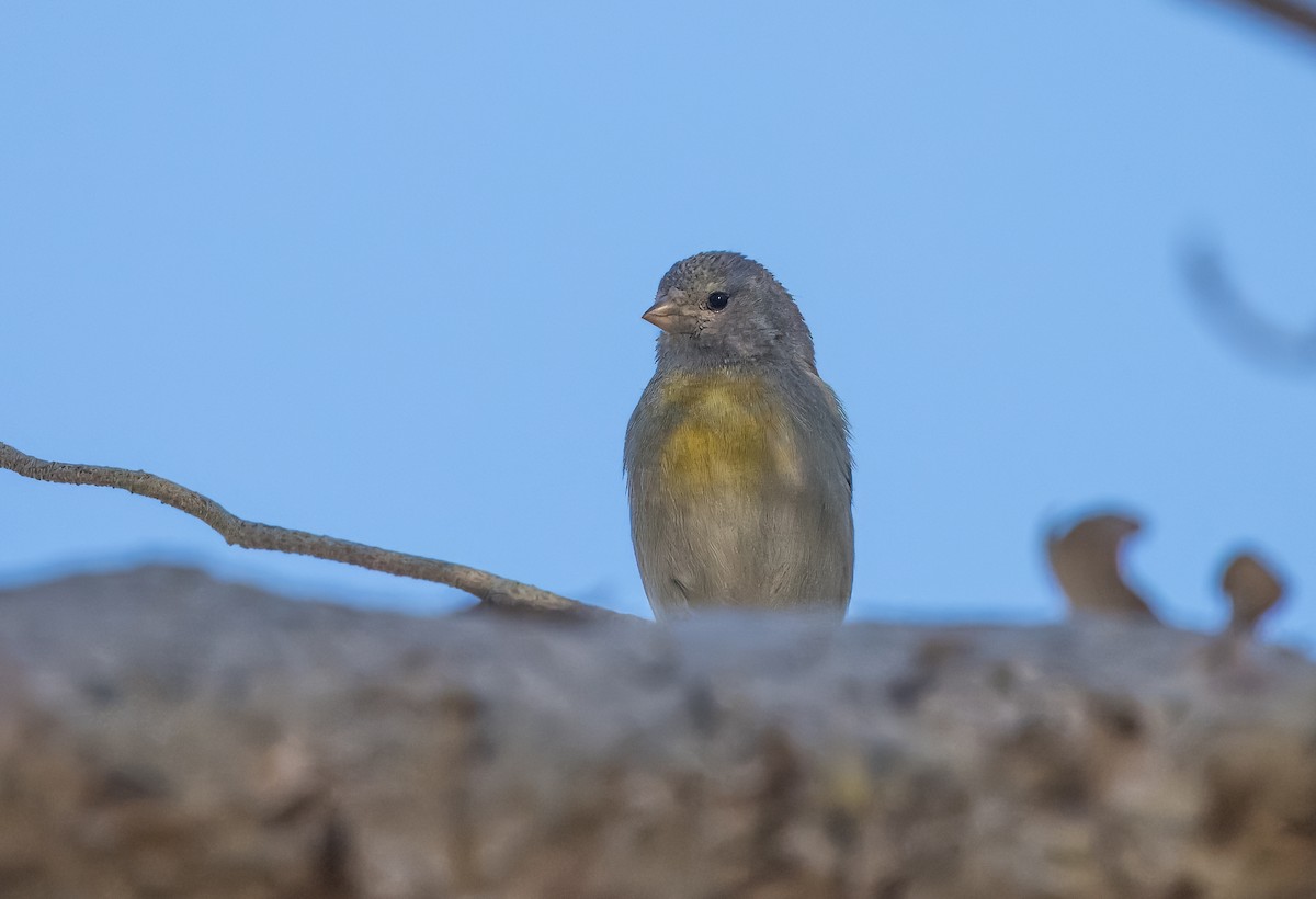 Lawrence's Goldfinch - ML617201515