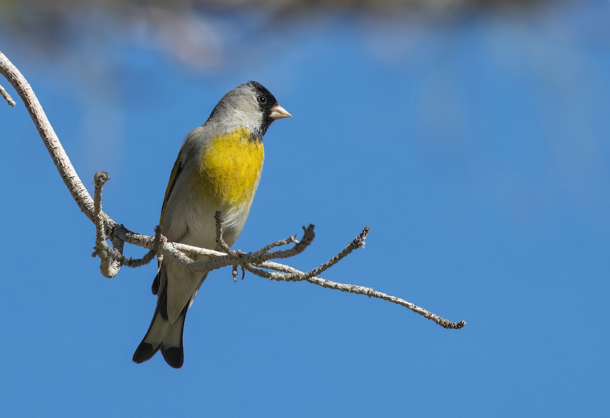 Lawrence's Goldfinch - ML617201519