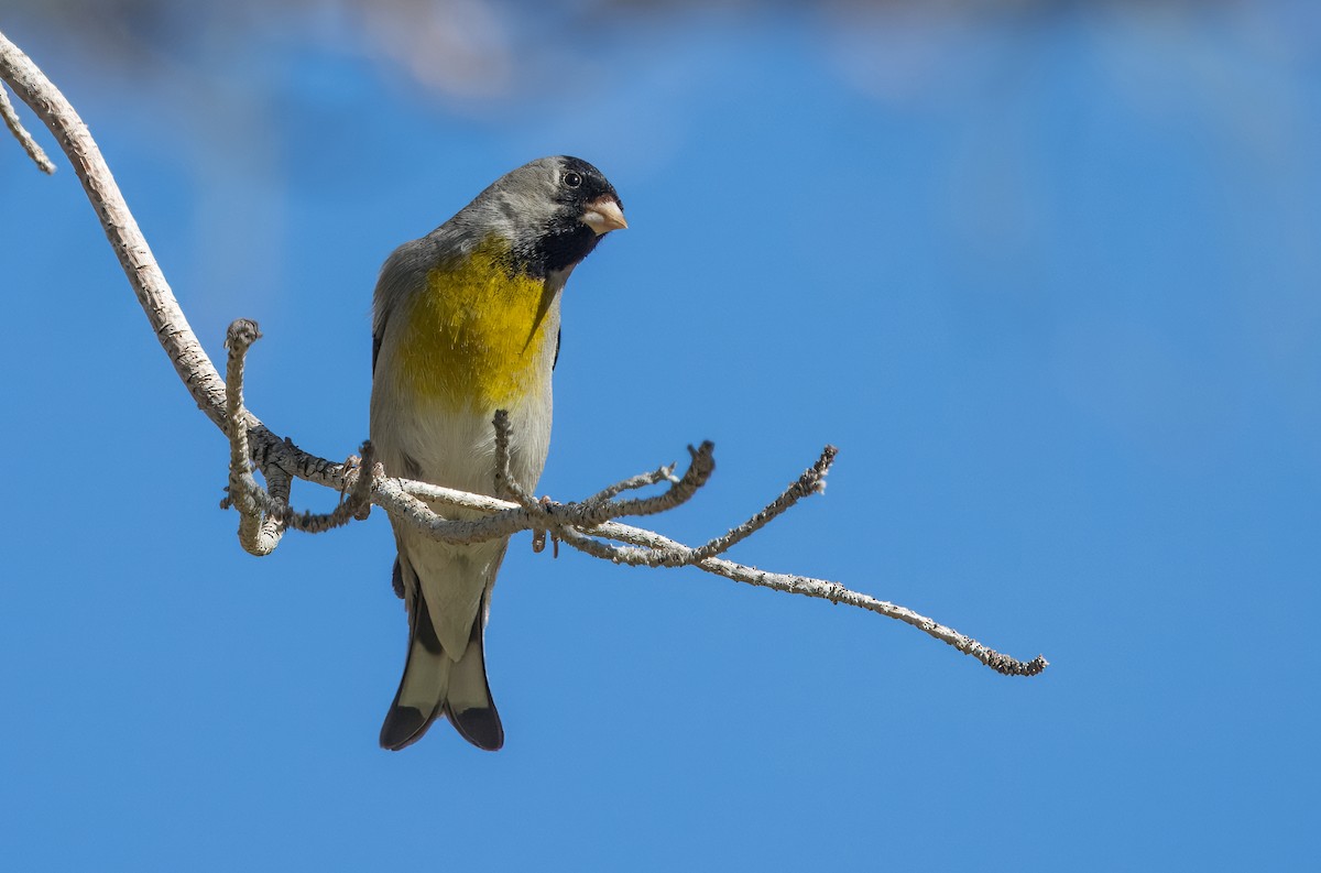 Lawrence's Goldfinch - ML617201522