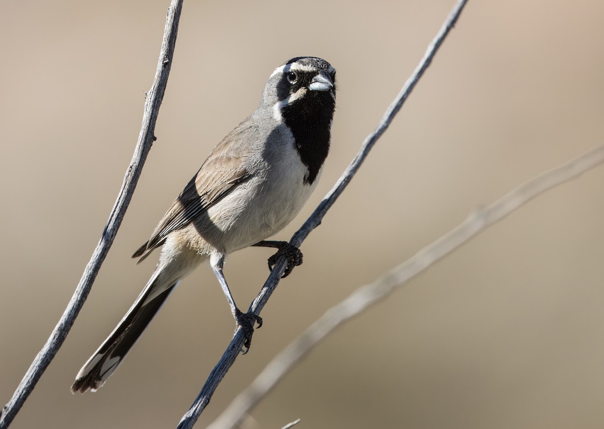 Black-throated Sparrow - ML617201530