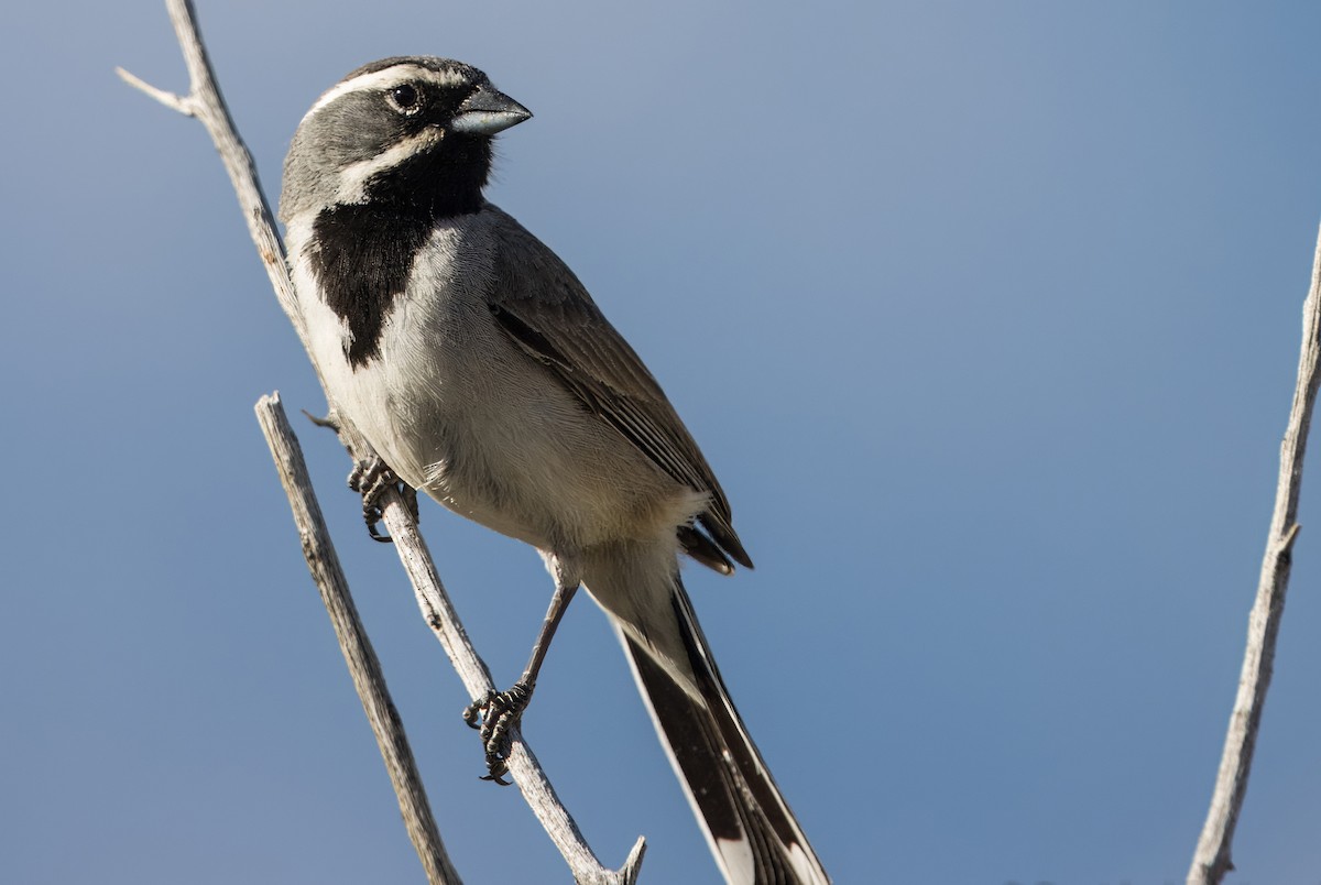 Black-throated Sparrow - ML617201532