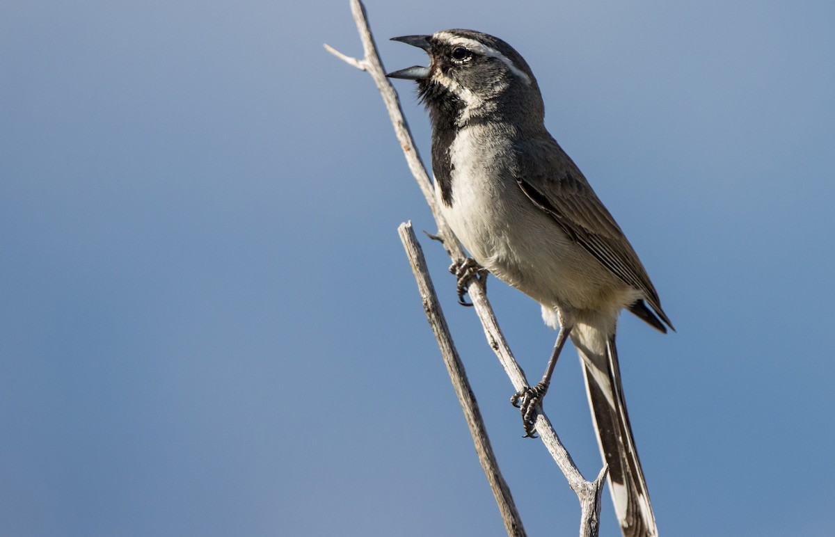 Black-throated Sparrow - ML617201533