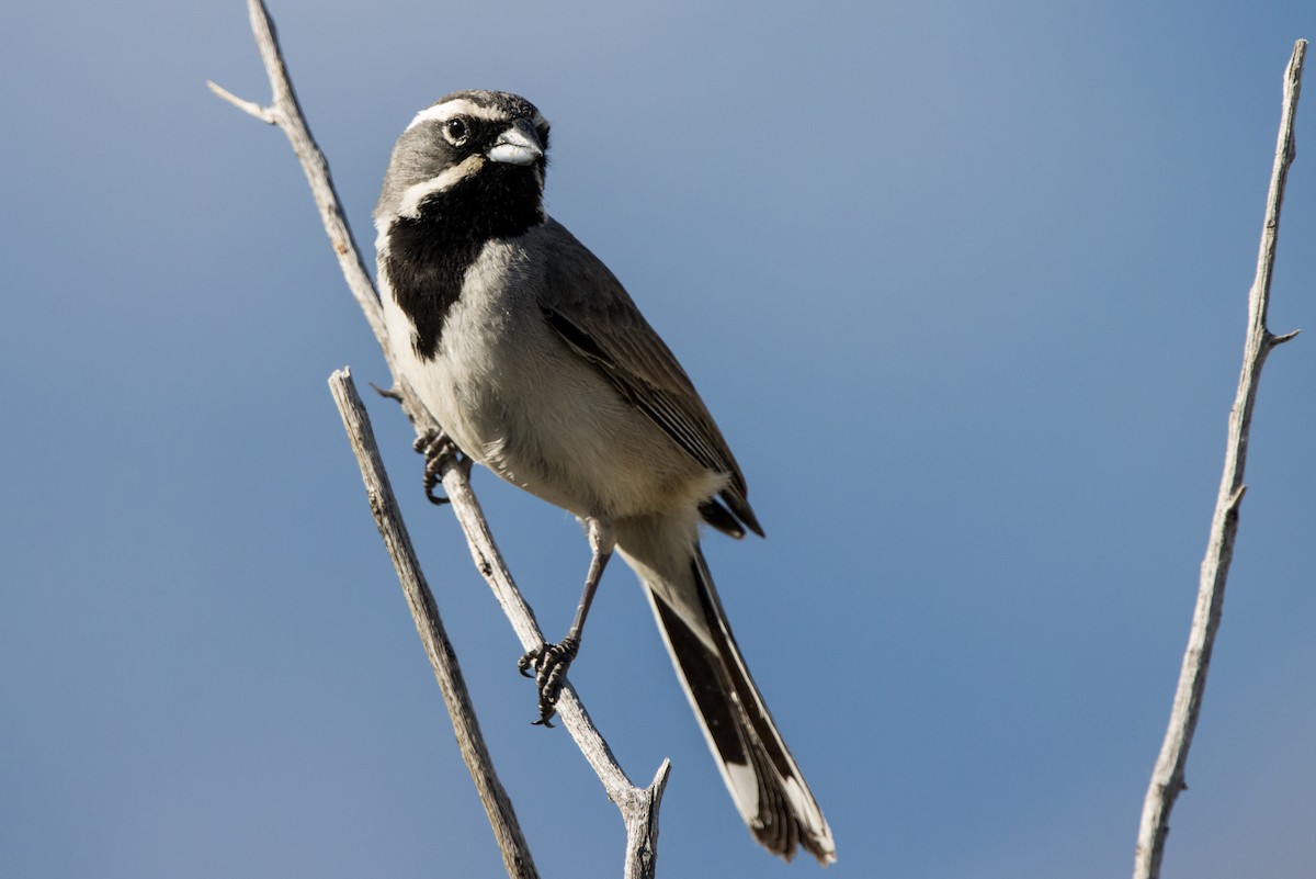 Black-throated Sparrow - ML617201537