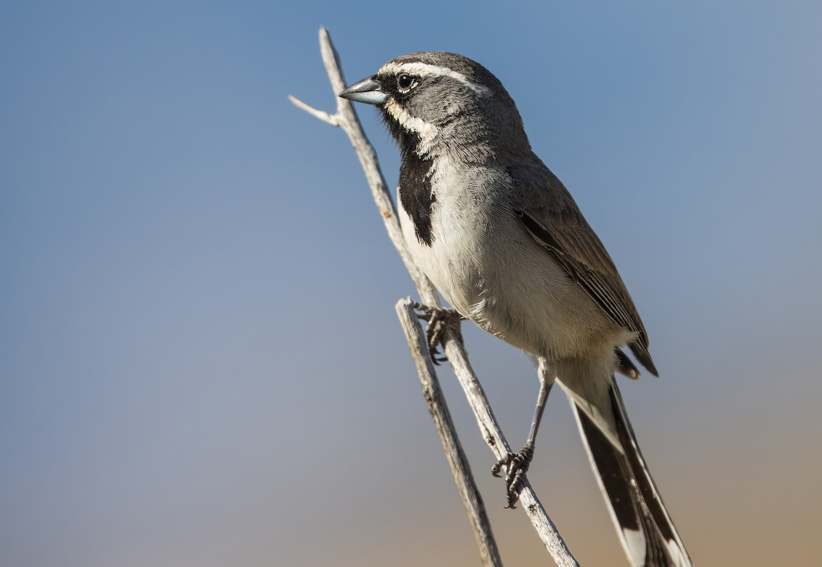 Black-throated Sparrow - ML617201540