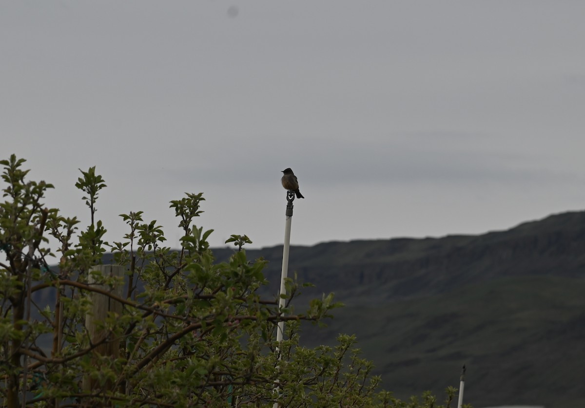 Say's Phoebe - ML617201568