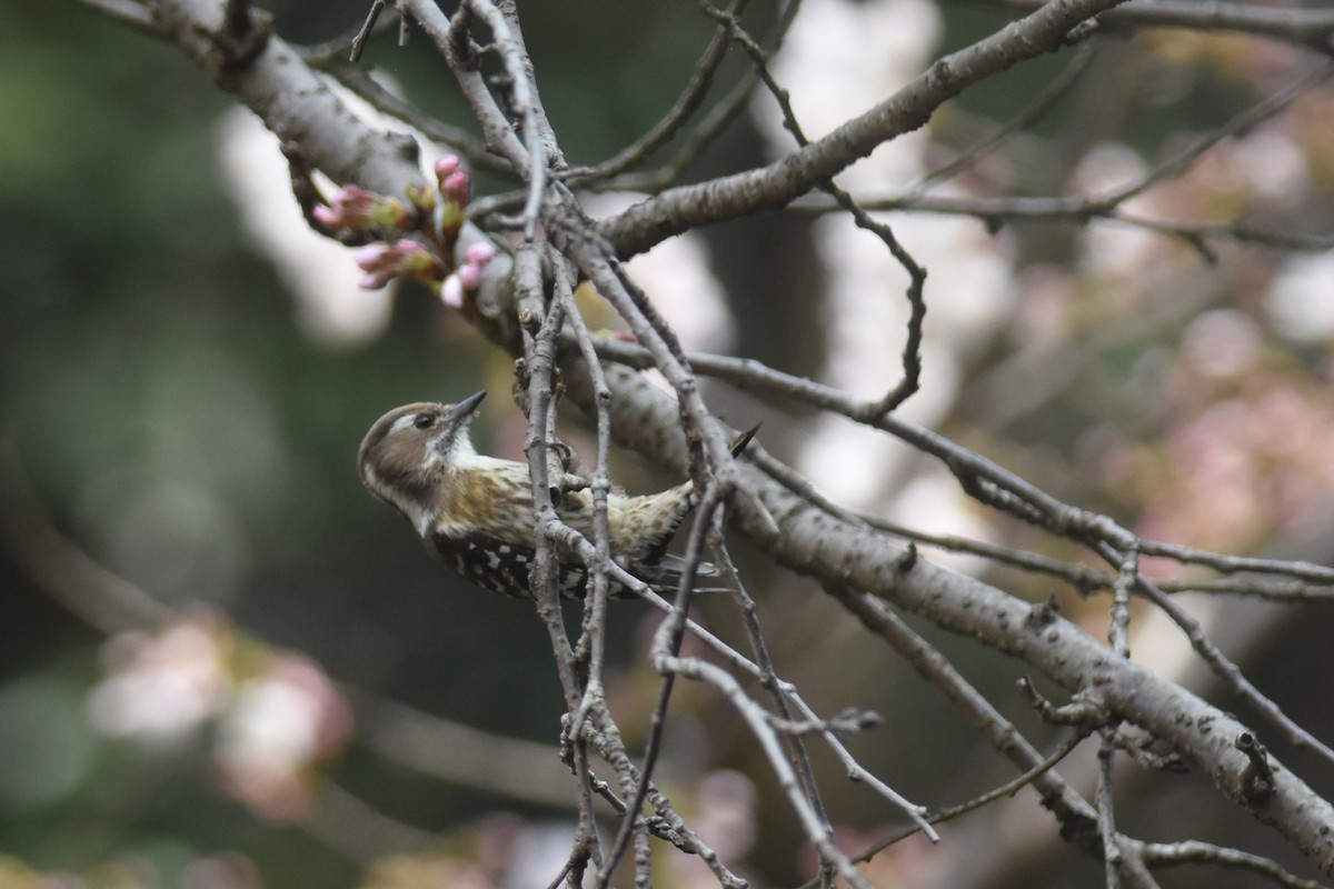 Japanese Pygmy Woodpecker - Kazumi Ohira